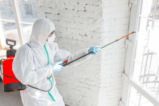 Why You Should Choose Our Mold Remediation Services in Kemp, TX